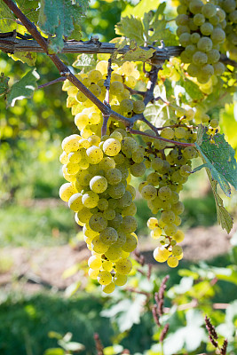 在纽约北部的五指湖葡萄酒乡,葡萄藤上的白葡萄 在纽约北部的五指湖葡萄酒乡,葡萄藤上的白葡萄