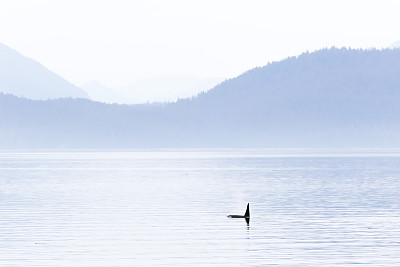 虎鲸(Orcinus orca)在查塔姆海峡，阿拉斯加东南部