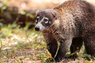 Coati在哥斯达黎加也被称为coatimundi