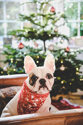 戴着雪花手帕的法国斗牛犬坐在圣诞树旁的皮椅上