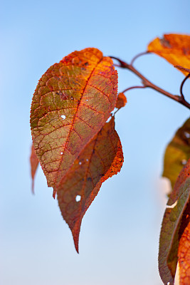 大的秋天绿色的叶子与红色的脉络映衬着蓝色的天空。