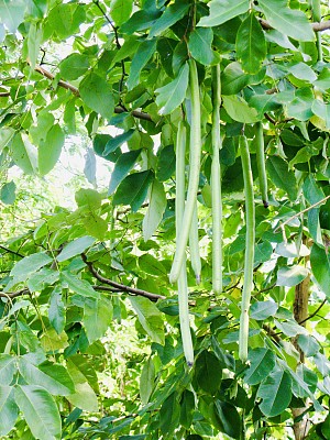 决明子瘘管或金色淋浴植物与豆荚