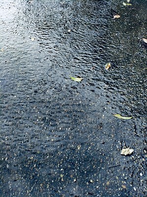 下雨的路上有一些树叶