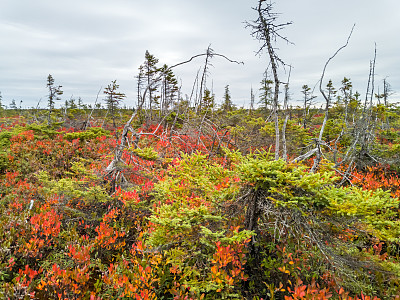 Kouchibouguac松林和沼泽地