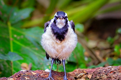 喜鹊 (Grllina cyanoleuca)