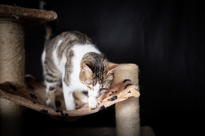 可爱猫背景图片大全 可爱猫背景设计素材 可爱猫背景模板下载 可爱猫背景图库 昵图网soso Nipic Com