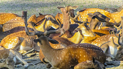 鹿躺在田野上休息。Cervus Elaphus。自然栖息地