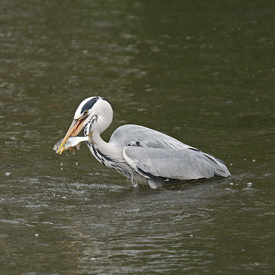 一只苍鹭在牛津郡的河里抓了一条鱼