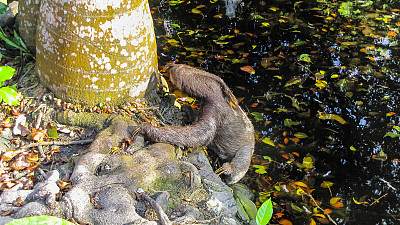 小霍夫曼的二趾树懒是一种和平的动物，自由地去了哥伦比亚的卡塔赫纳市