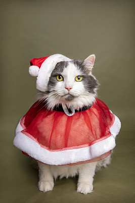 凯蒂为圣诞节盛装打扮