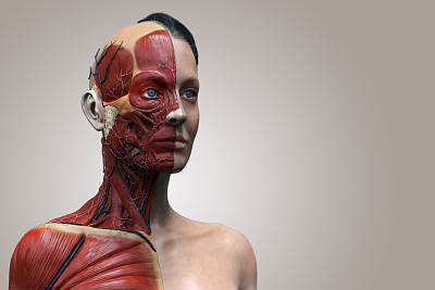 女性人体解剖-女性肌肉结构，正面视图，侧面视图和透视，3d渲染