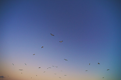 日出时一群飞翔的海鸥