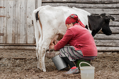 在俄罗斯西伯利亚的一个村庄里，一位戴着红色头巾的妇女正在给一头黑白相间的奶牛挤奶。
