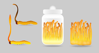 一套虫草卡通矢量插图设计。“冬虫夏草”是一种闻名亚洲的药用菌和食用菌。橙黄色泽的健康蘑菇。