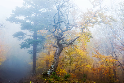 静谧的秋林中弥漫着蓝色的薄雾