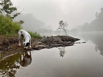 迷雾昆士兰河旁的狗