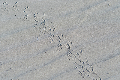 蟹在沙子上留下的足迹
