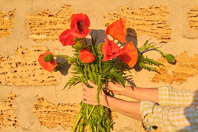 女性手中捧着一束红色的罂粟花，背景砖向阳墙