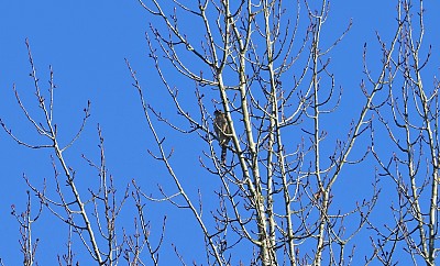 尤金北美条纹鹰
