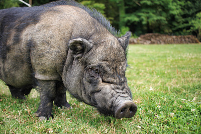 可爱猪图片大全 可爱猪设计素材 可爱猪模板下载 可爱猪图库 昵图网soso Nipic Com