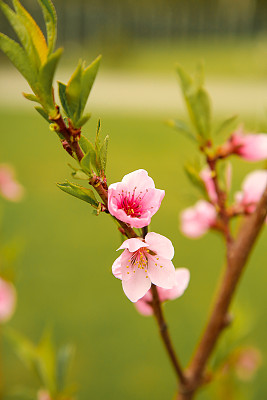 四月桃花图片大全,四月桃花设计素材,四月桃花模板下载,四月桃花图库_昵 