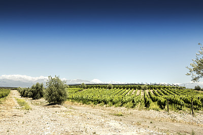 美丽的南美葡萄园在图蓬加托，门多萨，阿根廷。