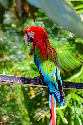 三亚市Yanoda公园热带森林里美丽多彩的鹦鹉。海南,中国。