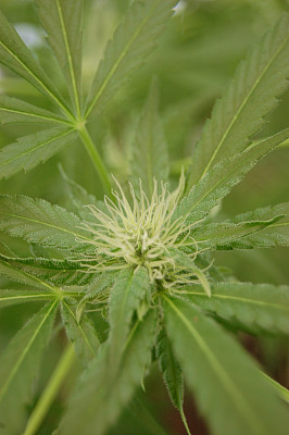 大麻叶子图片大全 大麻叶子设计素材 大麻叶子模板下载 大麻叶子图库 昵图网soso Nipic Com