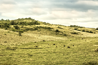 牛饲养在Córdoba, Córdoba省，阿根廷的山区