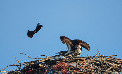 红翼黑鸟和鱼鹰