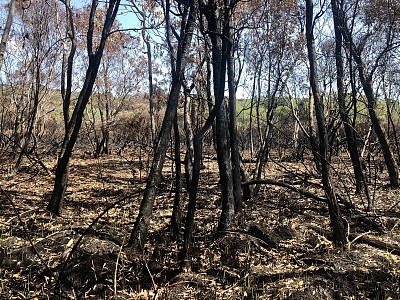 2019年山火后新南威尔士州沿海森林被烧毁