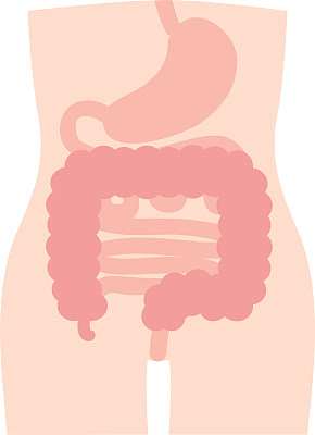 人体肠胃说明内脏器官消化器官