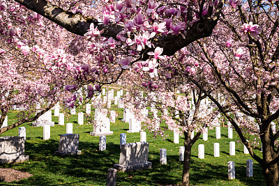阿灵顿公墓的春天