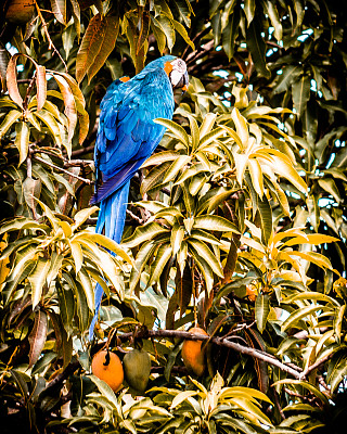 Arara- Arara- caninde - linnanaeus - Lucas do Rio Verde, Mato Grosso，巴西MT