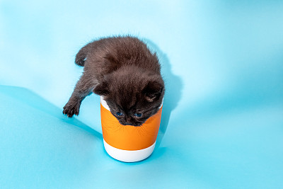 刚出生的英国短毛猫正在和咖啡宝宝玩耍