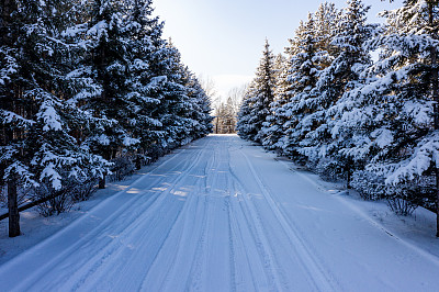 冬季森林越野滑雪道