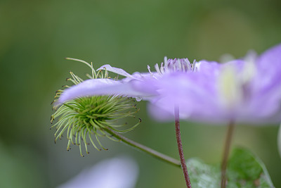 香水与花图片大全 香水与花设计素材 香水与花模板下载 香水与花图库 昵图网soso Nipic Com