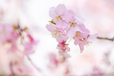 无忧树无忧花图片大全 无忧树无忧花设计素材 无忧树无忧花模板下载 无忧树无忧花图库 昵图网