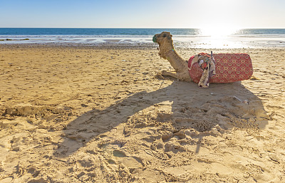 摩洛哥塔哈佐海滩上的骆驼