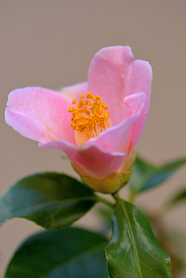 茶花/日本茶花