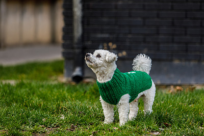 穿着绿色毛衣的比雄狗站在草地上