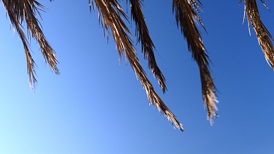 在一个有风的日子里，棕榈树的树枝在蓝天下摇摆。