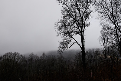 不祥的剪影树在一个寒冷多雾的早晨