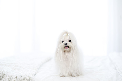 台湾犬图片大全 台湾犬设计素材 台湾犬模板下载 台湾犬图库 昵图网soso Nipic Com 台湾犬图片大全 台湾犬设计素材 台湾犬模板下载 台湾犬图库 昵图网soso Nipic Com