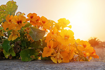 阳光与花图片大全 阳光与花设计素材 阳光与花模板下载 阳光与花图库 昵图网soso Nipic Com