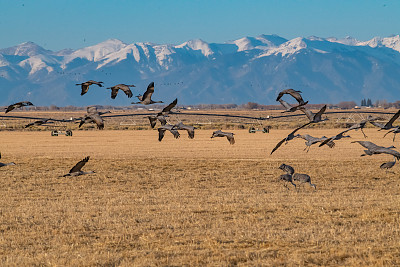 在蒙特维斯塔野生动物保护区，沙丘鹤在迁徙过程中飞过科罗拉多州中部