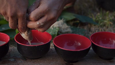 在南太平洋瓦努阿图的一个热带岛屿上，一名当地黑人青年正在准备卡瓦果汁饮料，他把它挤成小杯