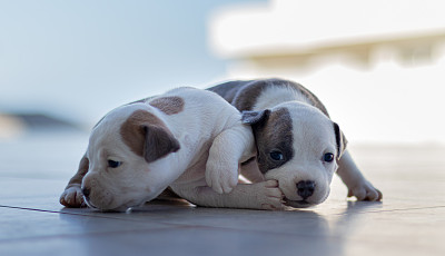 可爱小狗蓝色背景图片大全 可爱小狗蓝色背景设计素材 可爱小狗蓝色背景模板下载 可爱小狗蓝色背景图库 昵图网