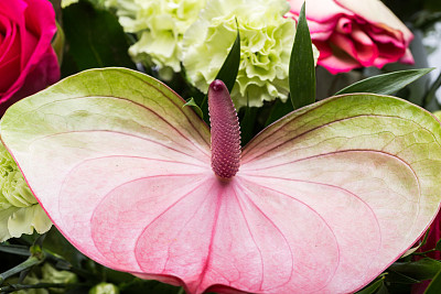 风轮花图片大全 风轮花设计素材 风轮花模板下载 风轮花图库 昵图网soso Nipic Com