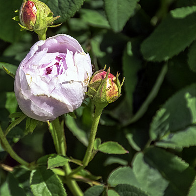 蒙特贝罗公爵夫人玫瑰，英国公园-伦敦